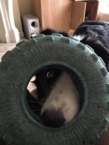 A dog hiding behind a tyre