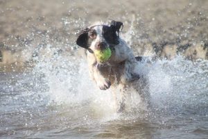 A dog splashing through water