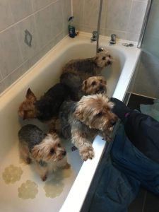 Yorkshire terriers in a bath