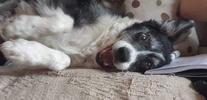 An excited dog