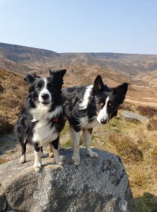 Two sheepdogs on a moutain