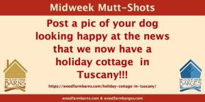 Woodfarm Barns Midweek Mutt-Shot post