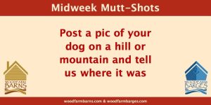 A Midweek Mutt Shot post by Woodfarm Barns