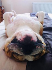 A Bulldog asleep