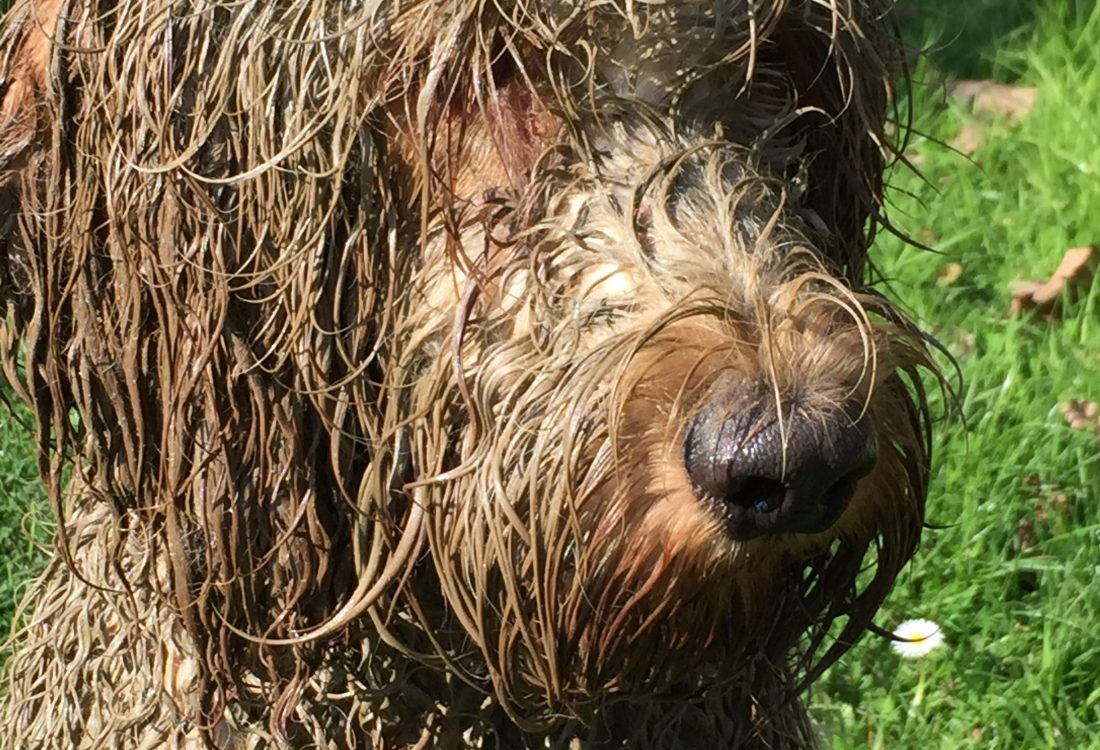 Dog showers at Woodfarm Barns