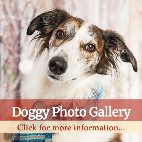 dog friendly holiday cottage photo gallery thumbnail