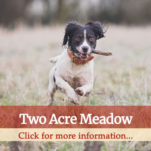 two acre dog meadow thumbnail
