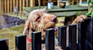 Dog-Friendly Extraordinary Holiday Cottages