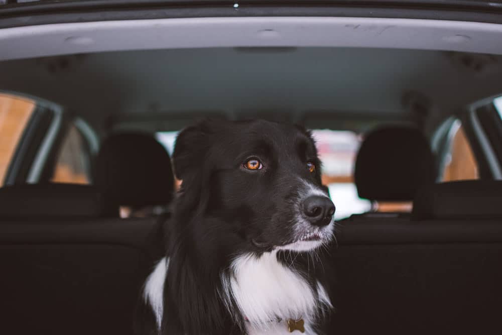 Black and white dog in back of car
