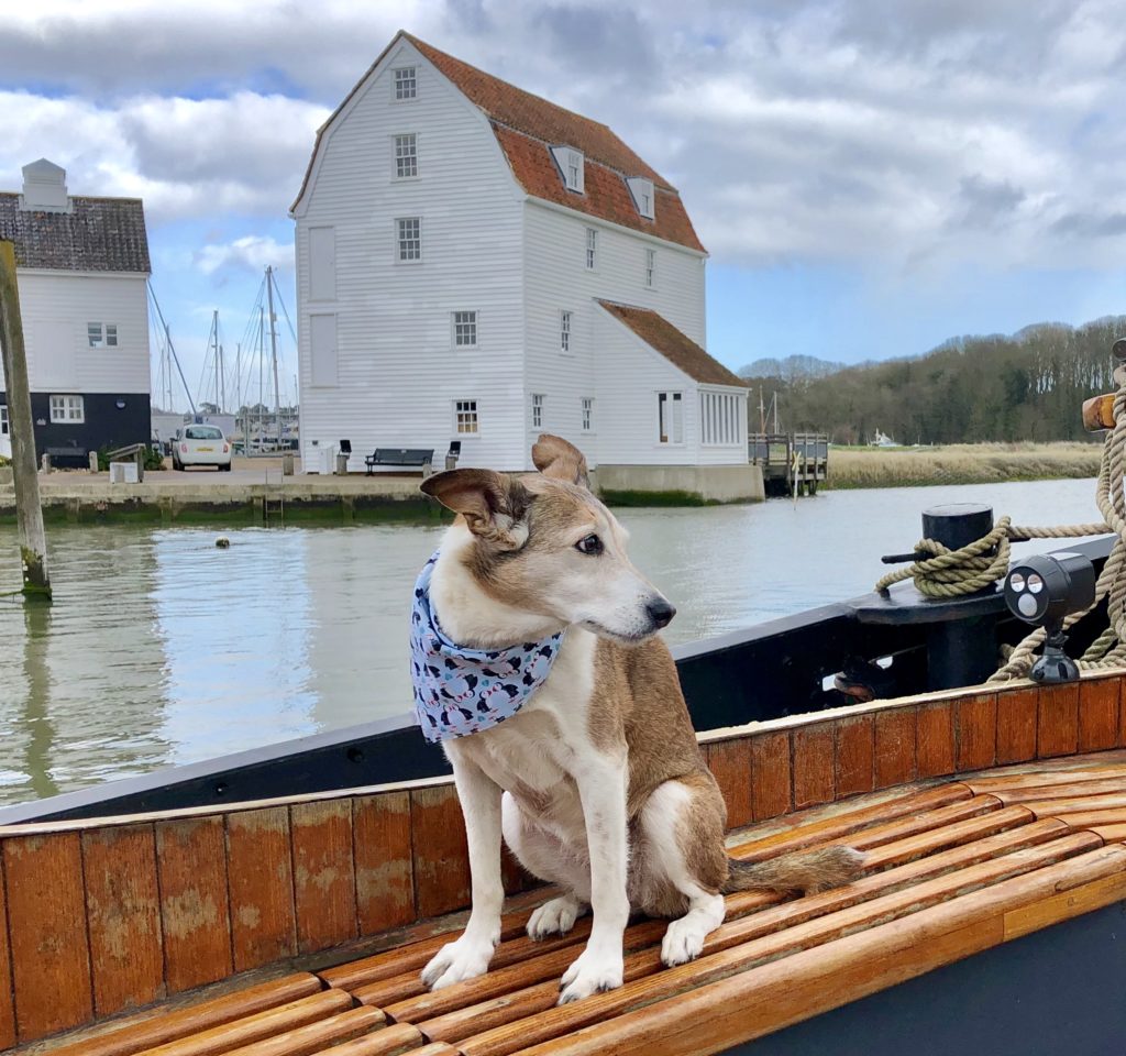 Dog on a barge holiday
