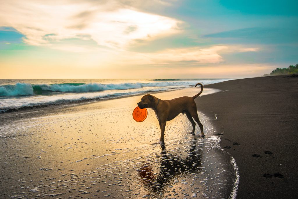 Dog playing on a beach