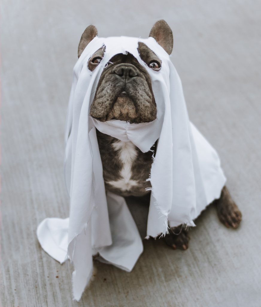 ghostly dog