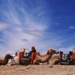 Three camels in a line