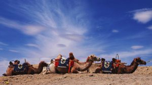 Three camels in a line