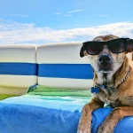 dog holidays featured image