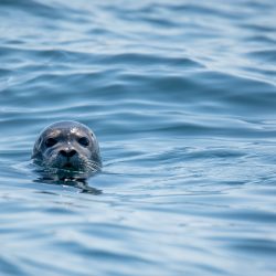 A seal's head above the water