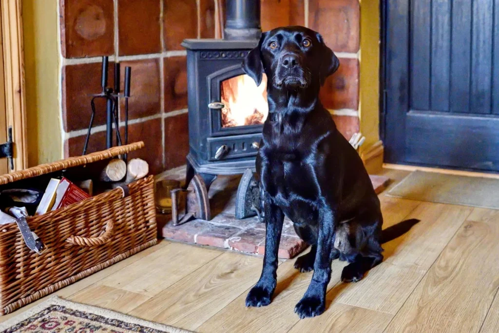 Black labrador sitting in front of a rustic fireplace inside a cottage 