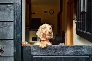 A dog looking over a cottage Dutch Door