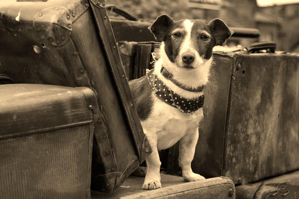 A dog surrounded by traditional suitcases 