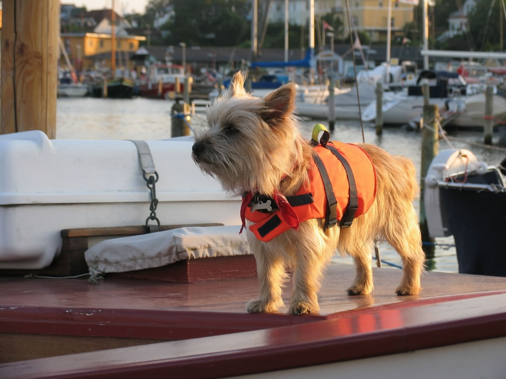 Doggy life jackets aboard our Barges
