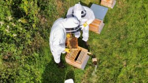 Beekeeping in Suffolk
