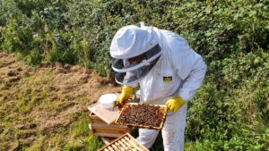Beekeeping in Suffolk