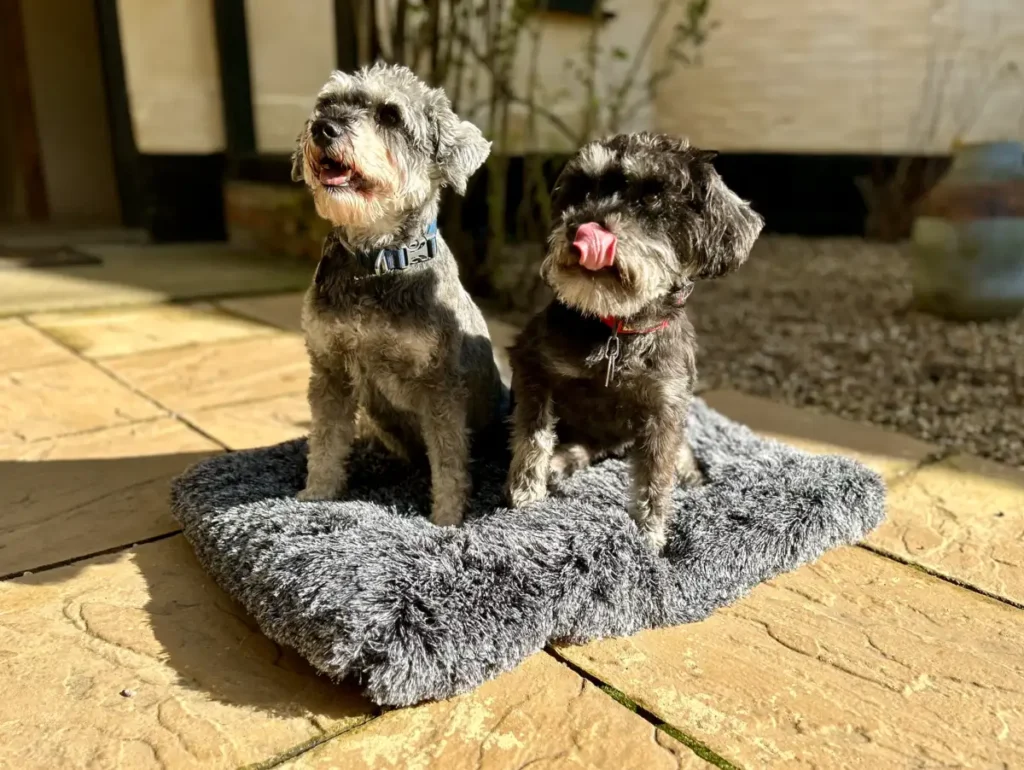 Two dogs sitting on a dog bed, outdoors, on a patio