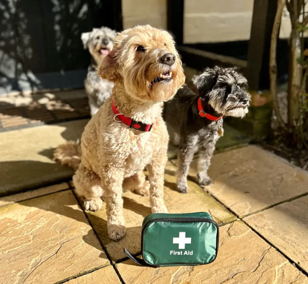 First aid kit for your Doggos, just in case