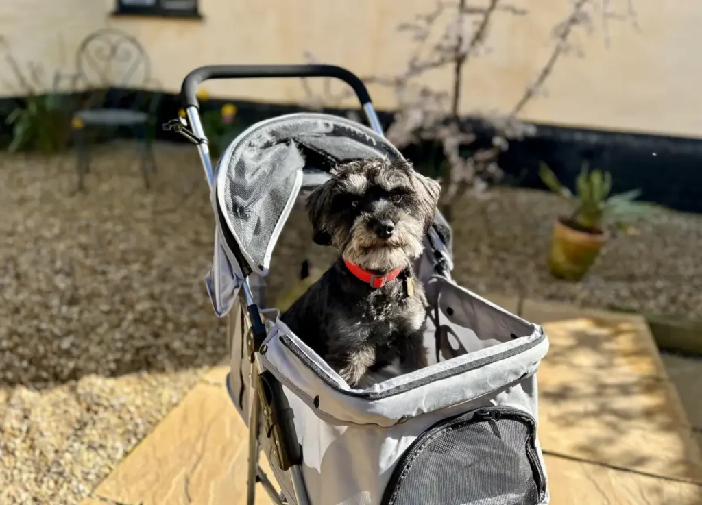 Dog buggy available for elderly or disabled Dogs