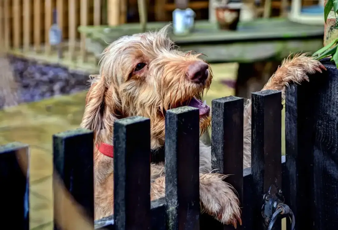 The Dog Holiday Expert Series