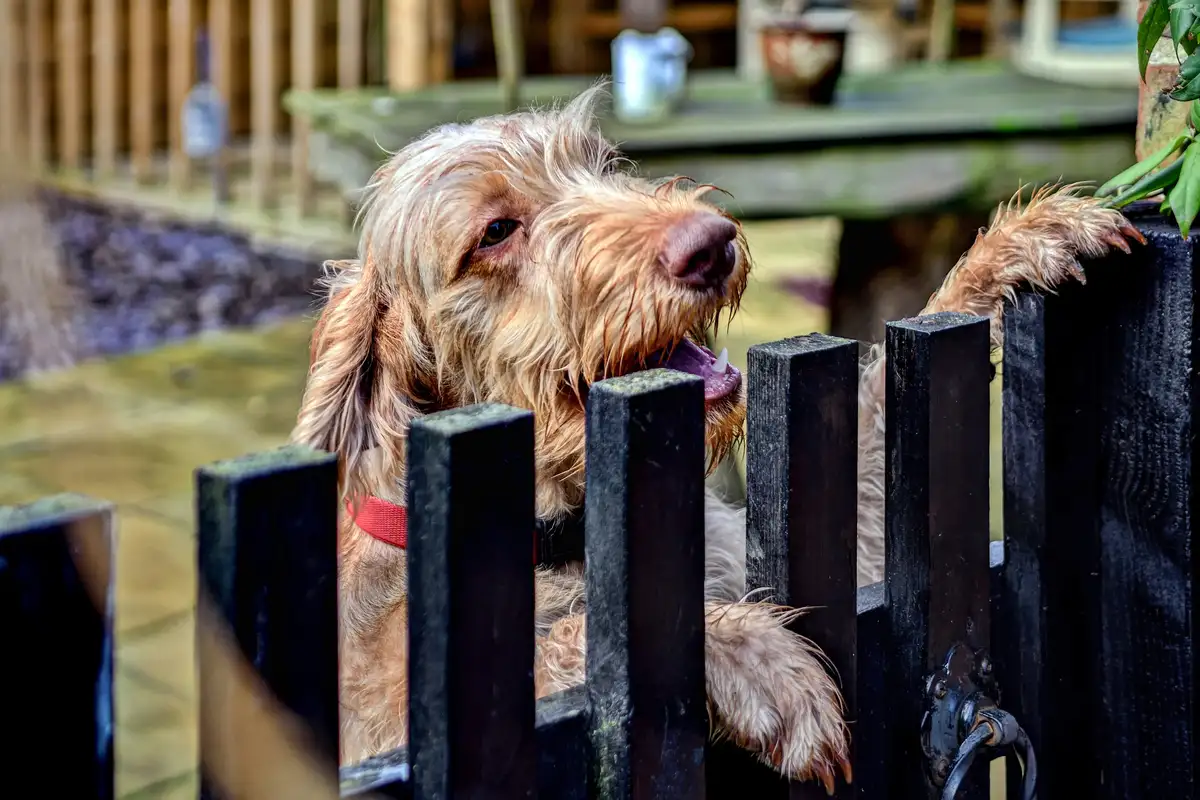 A dog standing at a garden fence