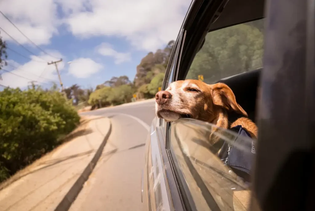 A relaxed-looking dog with its head leaning on an open car window 