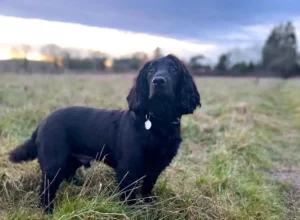 Fully enclosed Dog meadow at Woodfarm Barns