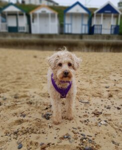 Dog friendly beaches