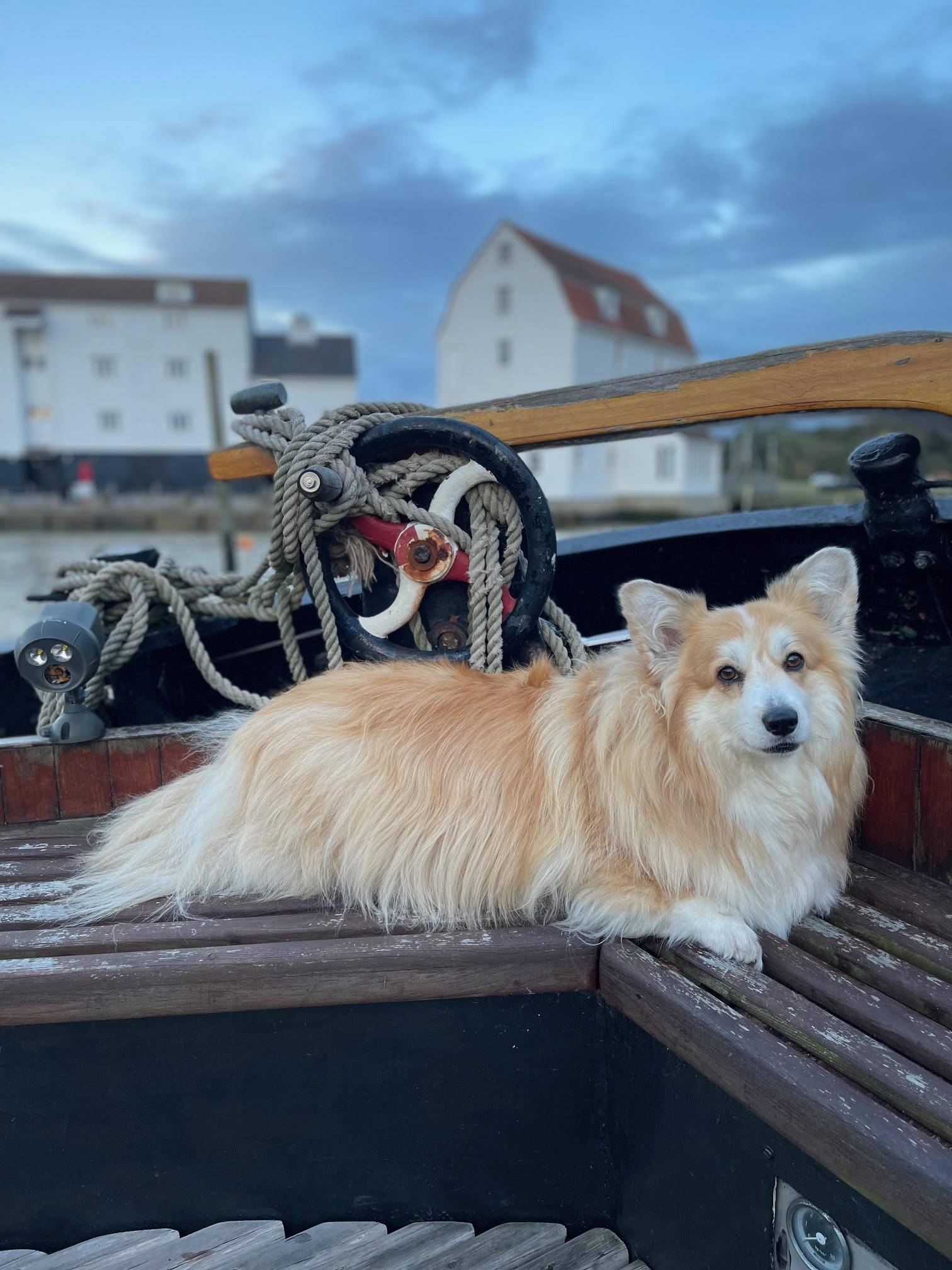 A Corgi on the deck of a barge at Tide Mill, Woodbridge