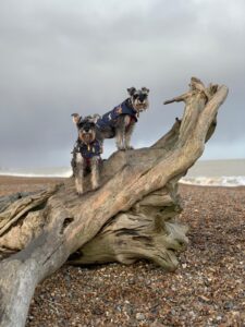 aldeburgh-driftwood-beach-dogs