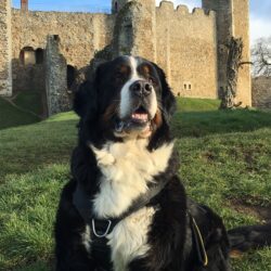 A Bernese Mountain Dog is standing in front of Framlingham Castle