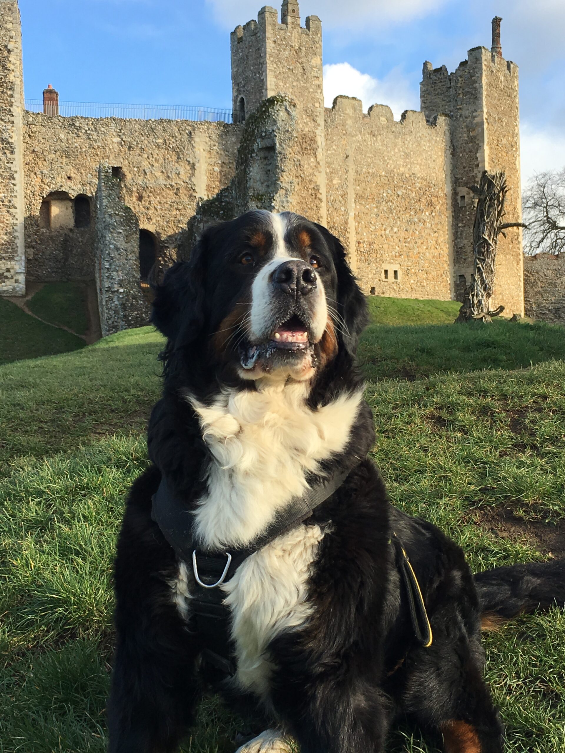 A Bernese Mountain Dog is standing in front of Framlingham Castle 