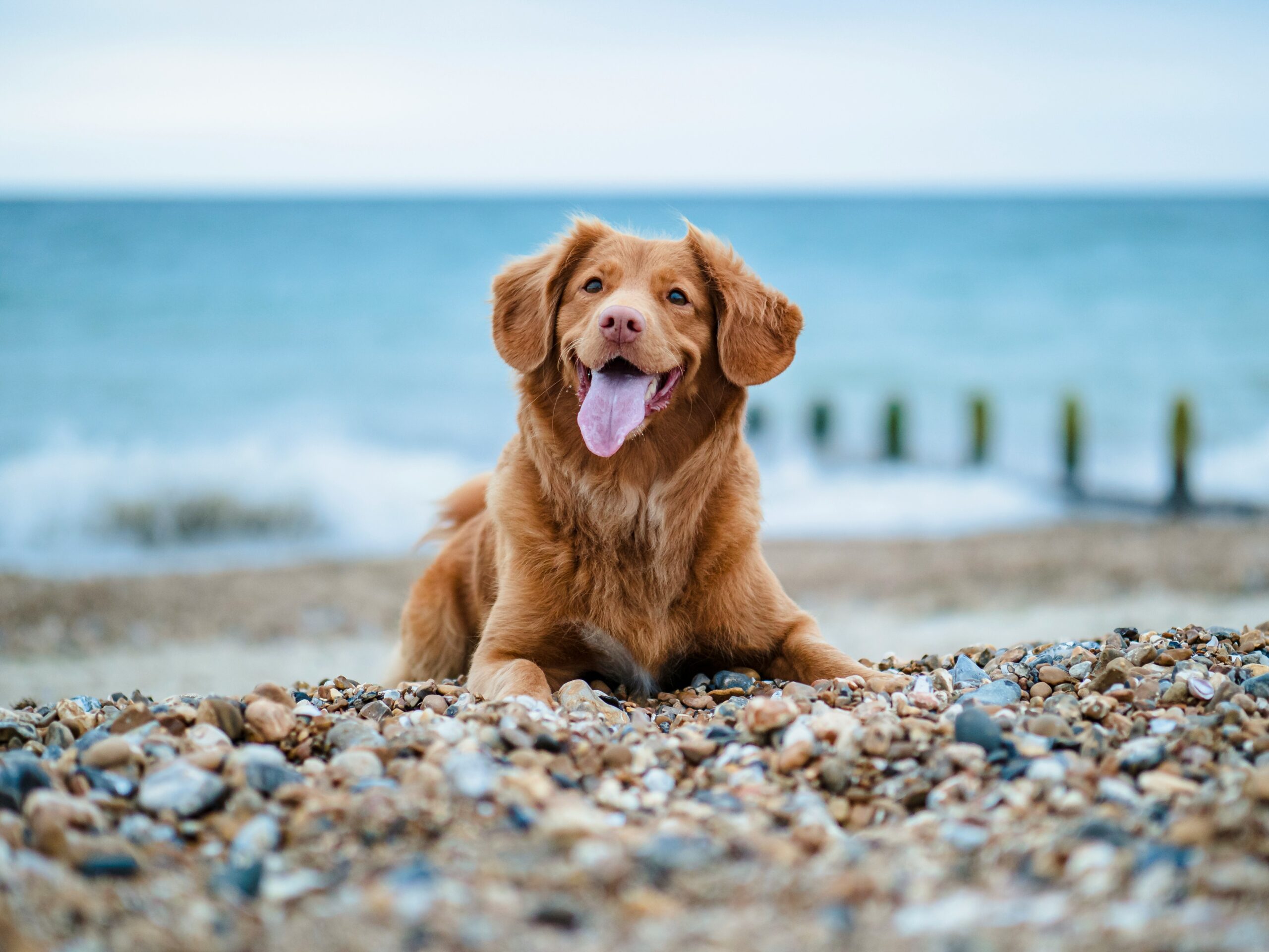 A happy-looking dog sitting on a pebbled beach, the sea is visible in the background