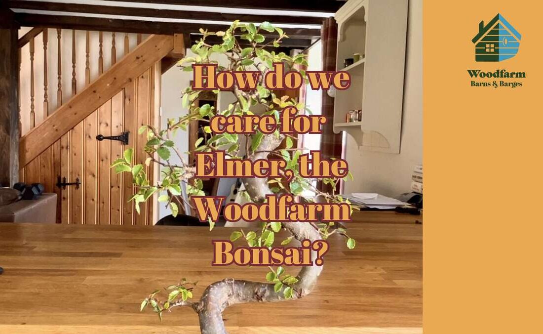 Bonsai care