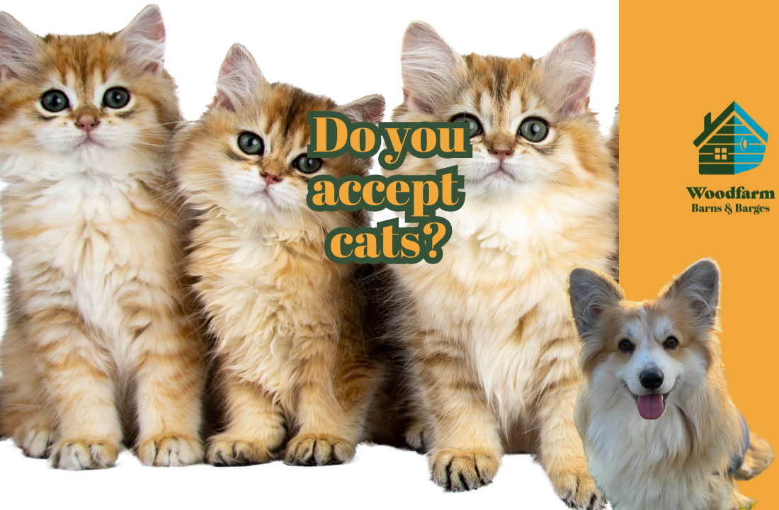 Do you accept cats?