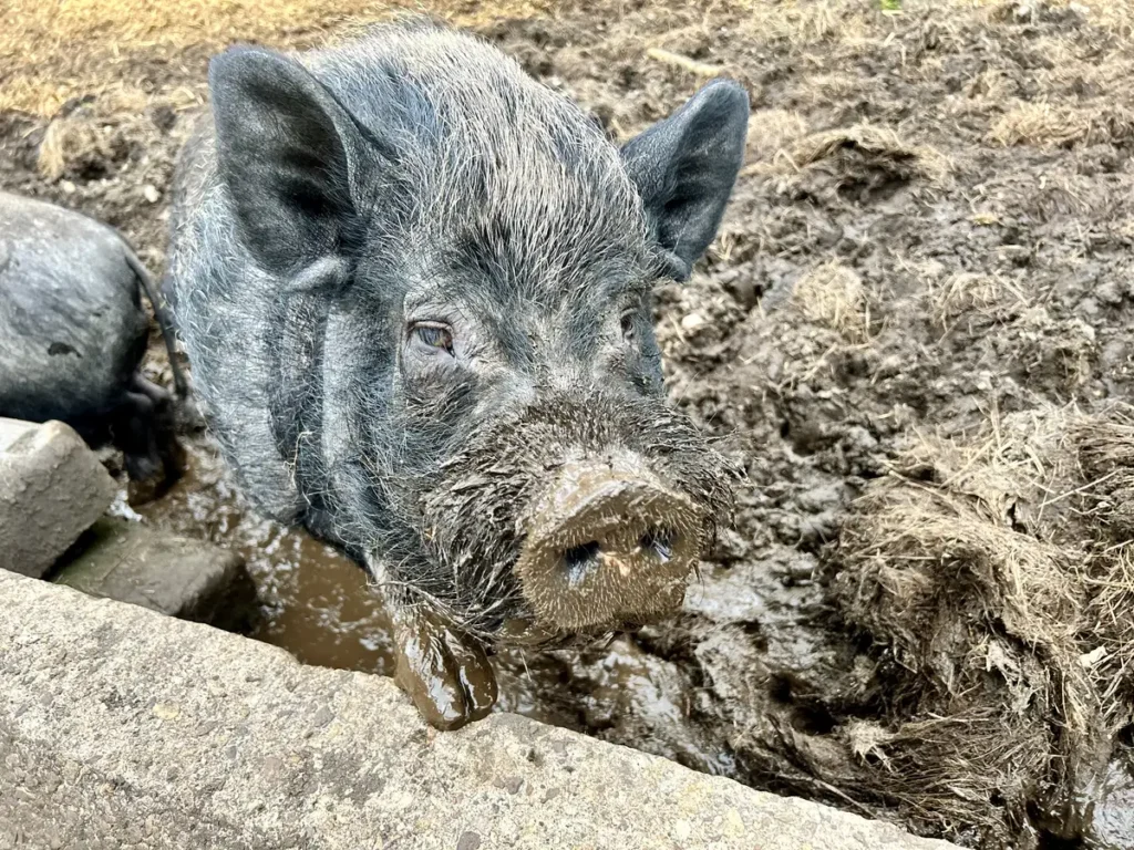 The joy of a farmstay without the mucking out!