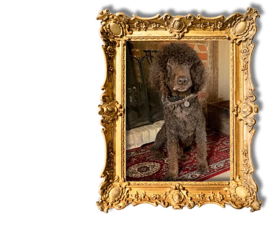 Dog-Friendly Holidays in Suffolk