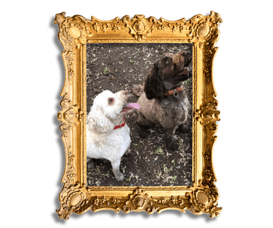 Dog-Friendly Holidays in Suffolk