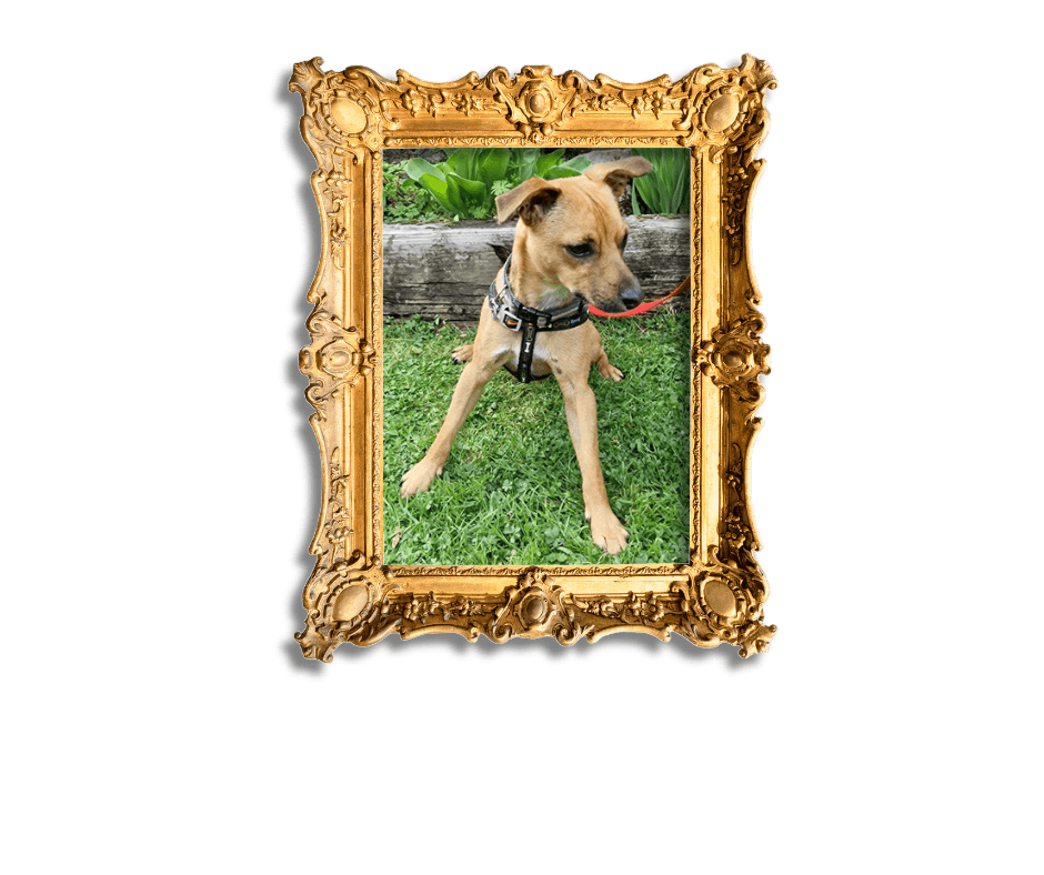 Dog-Friendly Holidays in Suffolk
