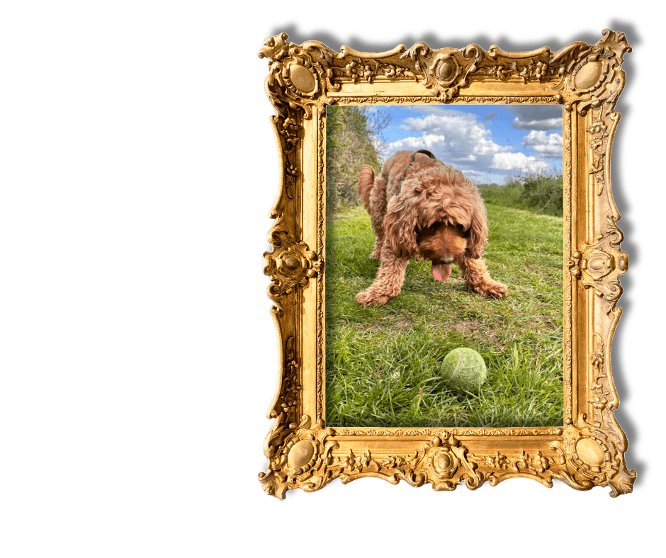 Dog-Friendly Holidays in Suffolk