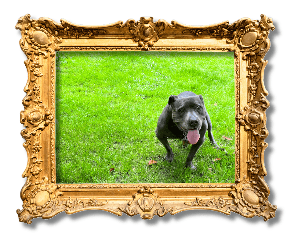 Dog-Friendly Holidays in Suffolk