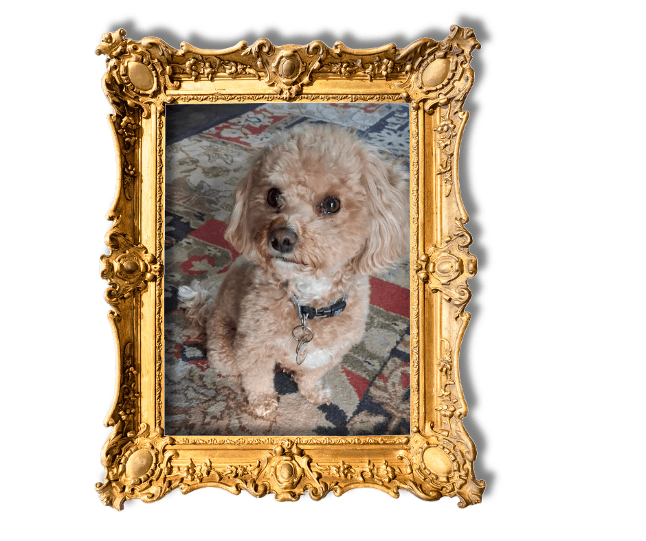 Dog-Friendly Holidays in Suffolk