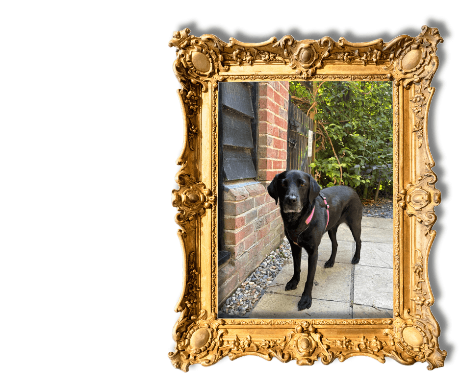 Dog-Friendly Holidays in Suffolk