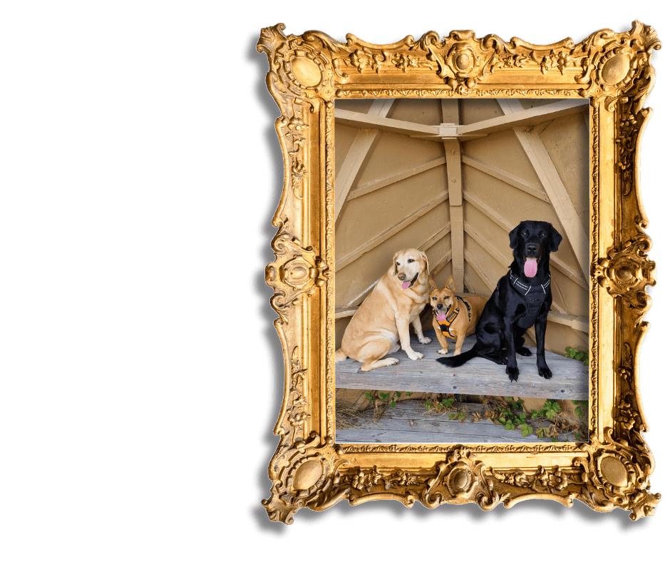 Dog-Friendly Holidays in Suffolk